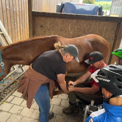 reiten