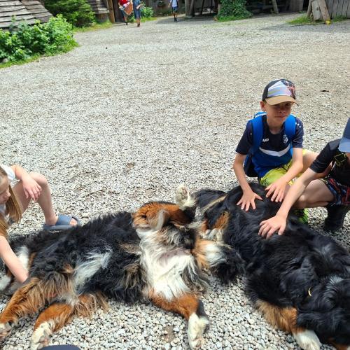 Hunde